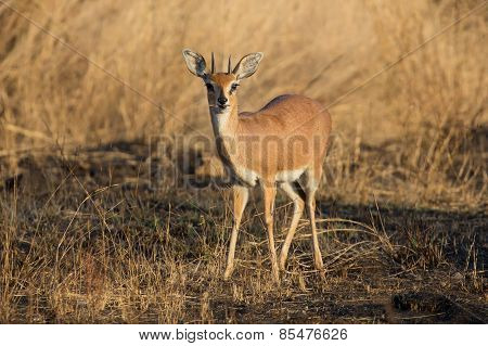 Single Alert Steenbok Carefully Graze Burnt Grass