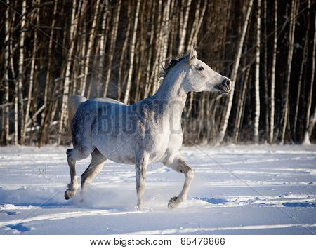 Grey Arab Horse Runs In Winter Field