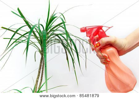Hand Of A Woman Sprinkles Plant