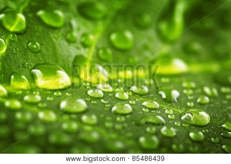 Beautiful Green Leaf With Drops Of Water