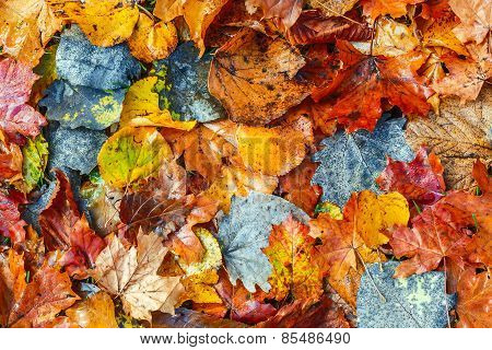 Autumn Leaves