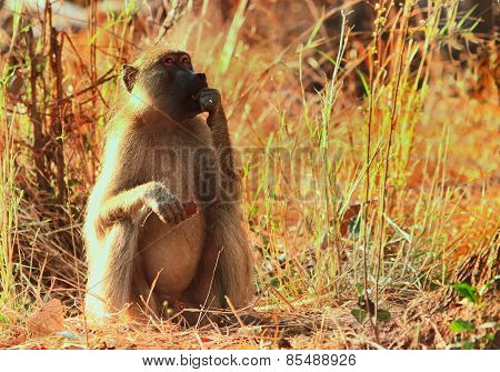 Isolated baboon sitting in the sunlight feeding