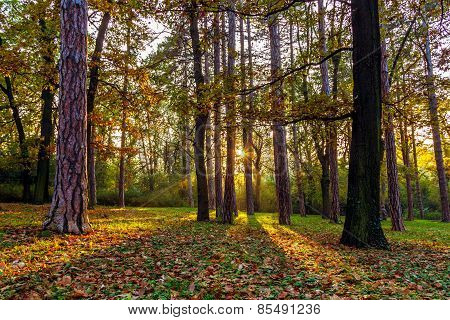 Beautiful Autumn Trees