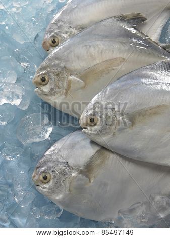 White pomfret on top of ice