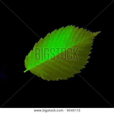 Hoja de otoño