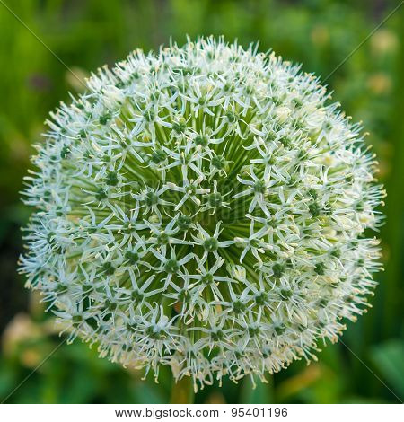 allium white flower growing in the garden.
