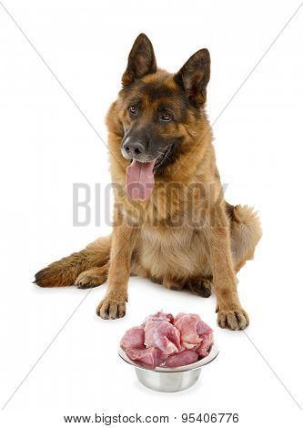 Cute dog with food isolated on white