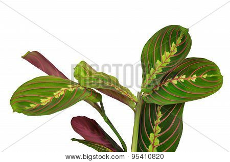 Maranta tricolor