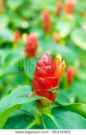 Costus Speciosus Or Cheilocostus Speciosus.