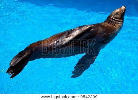 Sceau d'eau