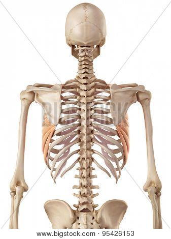 medical accurate illustration of the serratus anterior