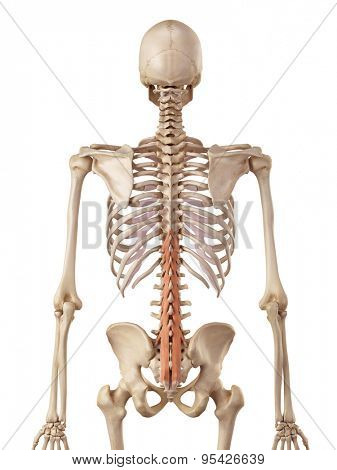 medical accurate illustration of the multifidus