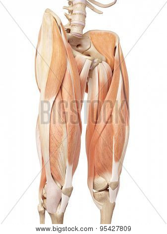 medical accurate illustration of the upper leg muscles