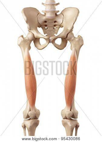medical accurate illustration of the vastus intermedius