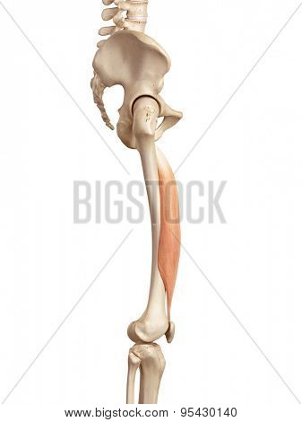 medical accurate illustration of the vastus intermedius
