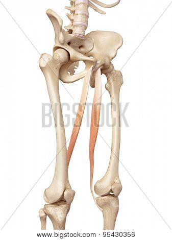 medical accurate illustration of the gracilis