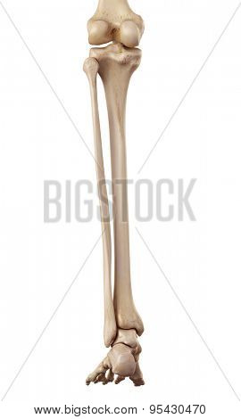 medical accurate illustration of the lower leg bones