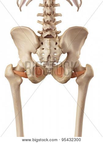 medical accurate illustration of the obturator externus