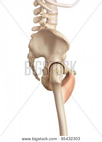 medical accurate illustration of the pectineus