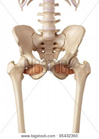 medical accurate illustration of the obturator externus