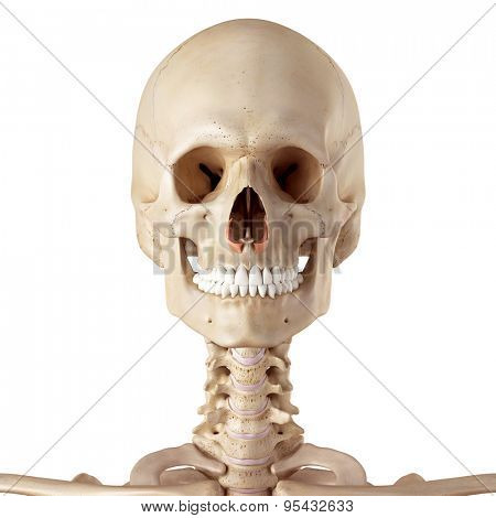 medical accurate illustration of the nasalis alar