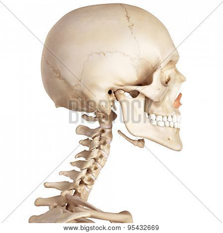 medical accurate illustration of the nasalis alar 