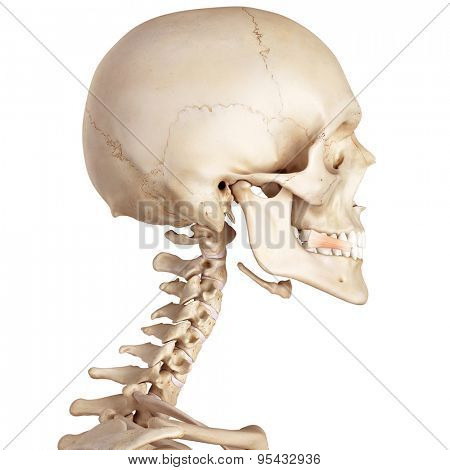 medical accurate illustration of the risorius 