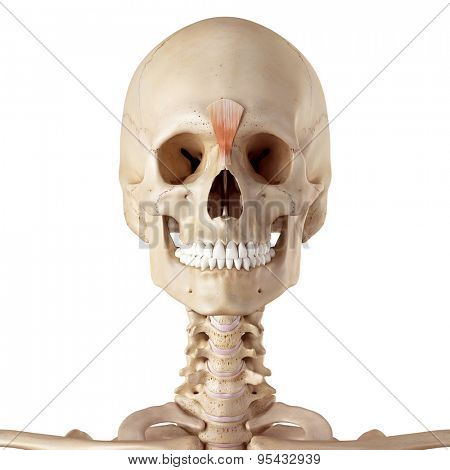 medical accurate illustration of the procerus