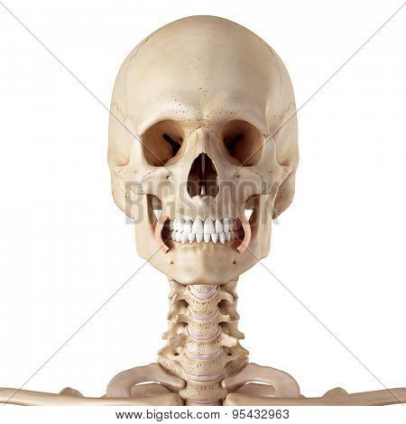 medical accurate illustration of the buccinator
