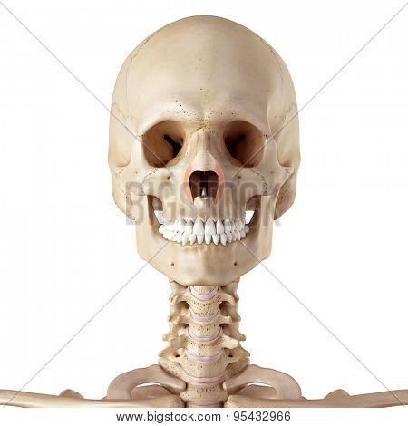 medical accurate illustration of the nasalis transverse