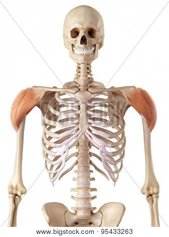 medical accurate illustration of the deltoid