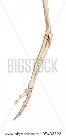 medical accurate illustration of the anconeous
