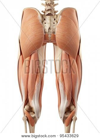 medical accurate illustration of the upper leg muscles