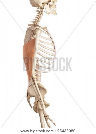 medical accurate illustration of the latissimus dorsi