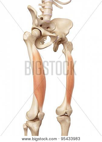 medical accurate illustration of the vastus intermedius