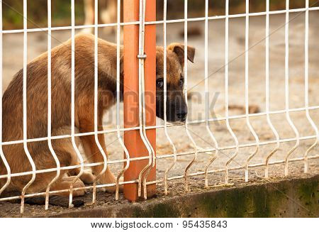 Lonly and sad abandoned puppy behind fence of a enclosure in a dog shelter. Looking scared.