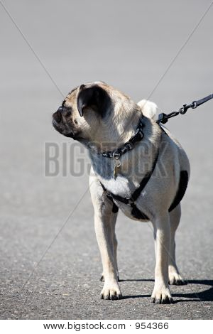 Pug em uma trela