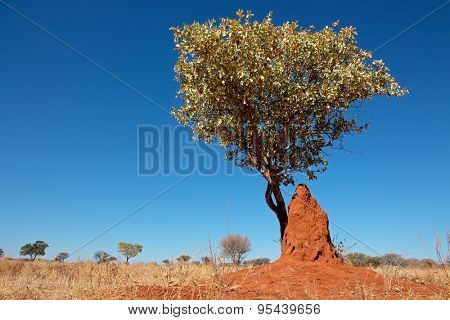 Landscape with a tree and termite mound against a blue sky, southern Africa