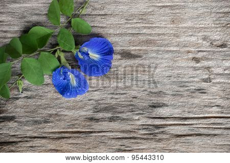 Fresh Butterfly Pea ( Clitoria Ternatea) Flower