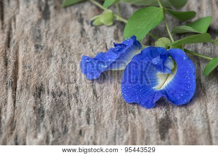 Fresh Butterfly Pea ( Clitoria Ternatea) Flower