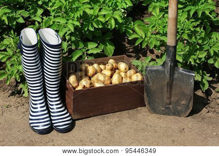 New potatoes in wooden crate near shovel and rubber boots over garden background