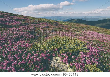 Summer flowers in the mountains. Sunny day. Carpathians, Ukraine, Europe. Color toning. Low contrast. Instagam effect