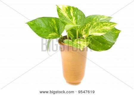 Isolated Pothos In Pottery Vase