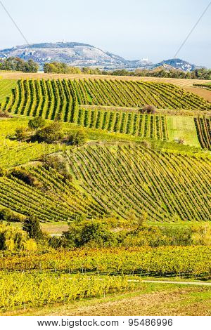 autumnal vineyards near Falkenstein, Lower Austria, Austria