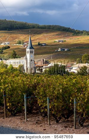 Chenas with vineyard, Beaujolais, Rhone-Alpes, France