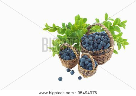Wild Blueberries In Three Wooden Baskets Isolated On White