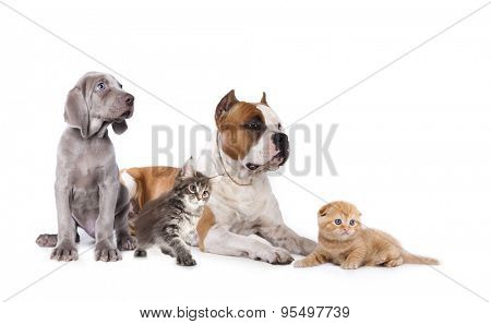Group of dogs and kitens sitting in front of a white background