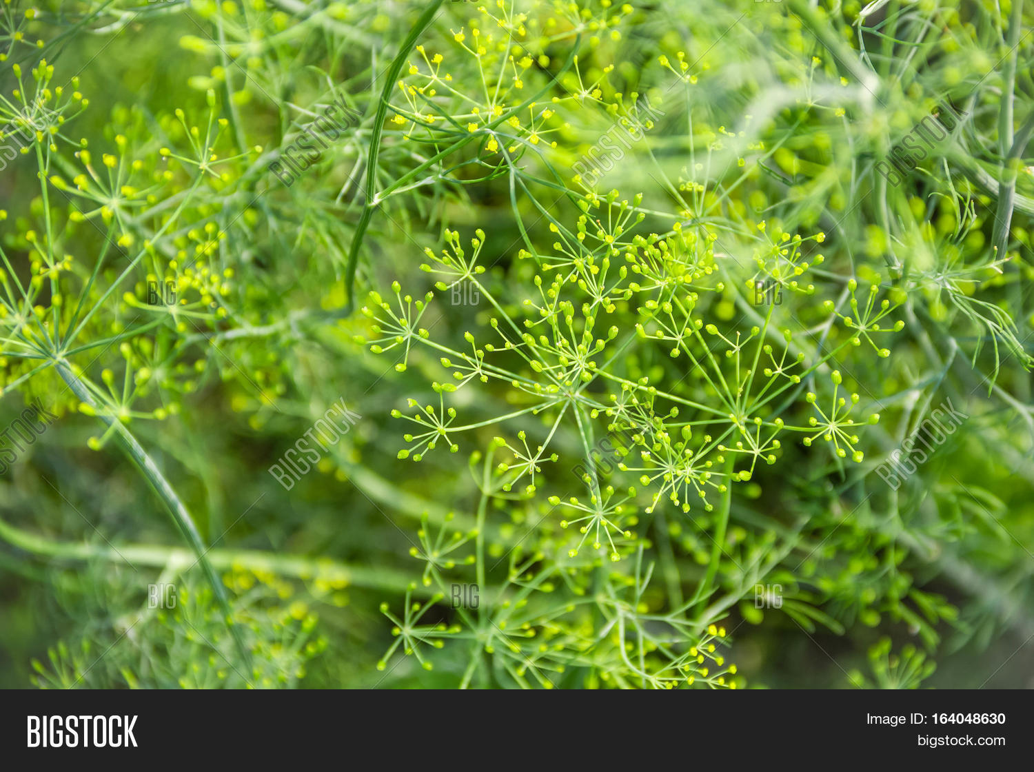 Dill. Image & Photo (Free Trial) Bigstock