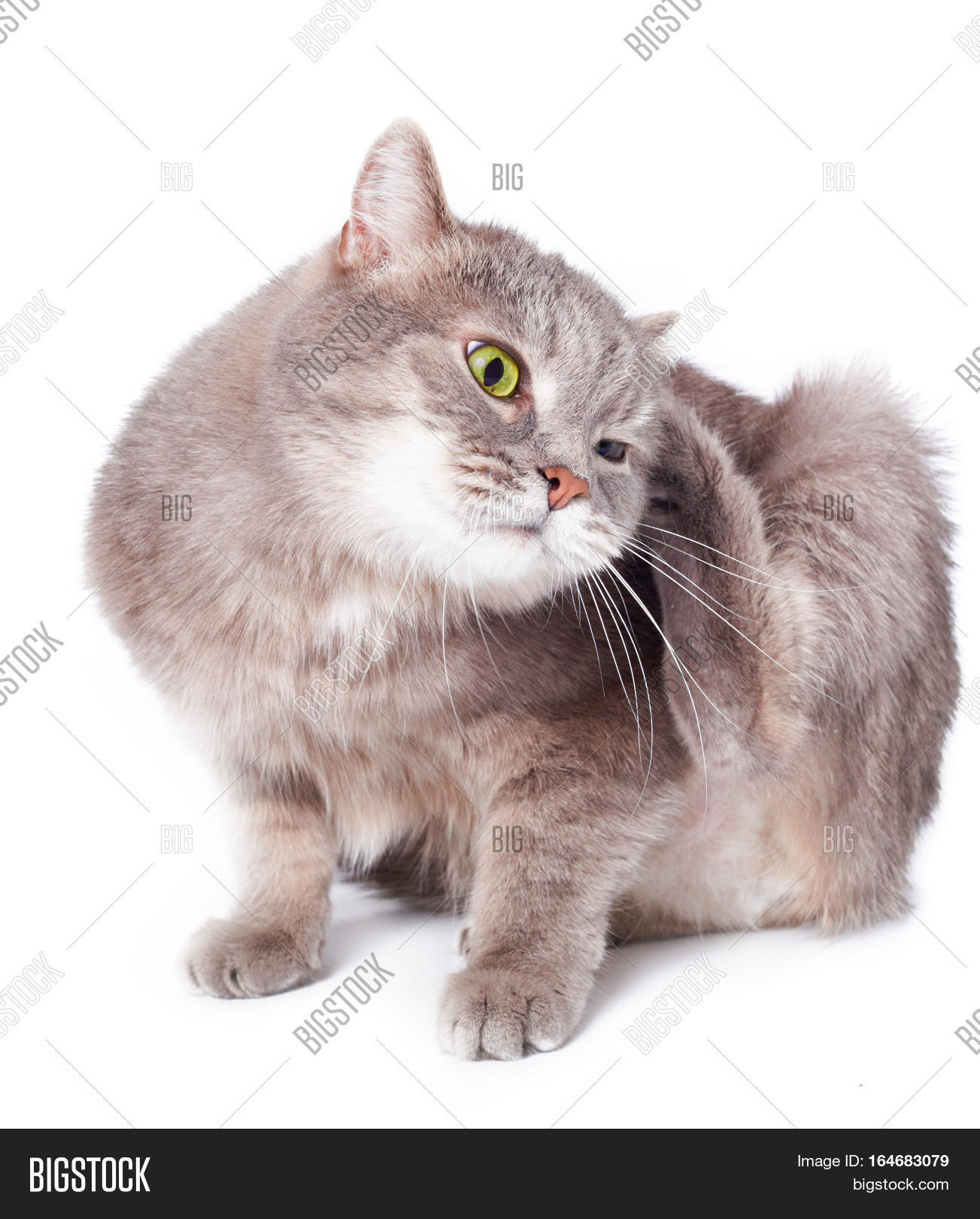 Cat Bent Scratches Ear Image & Photo (Free Trial) Bigstock