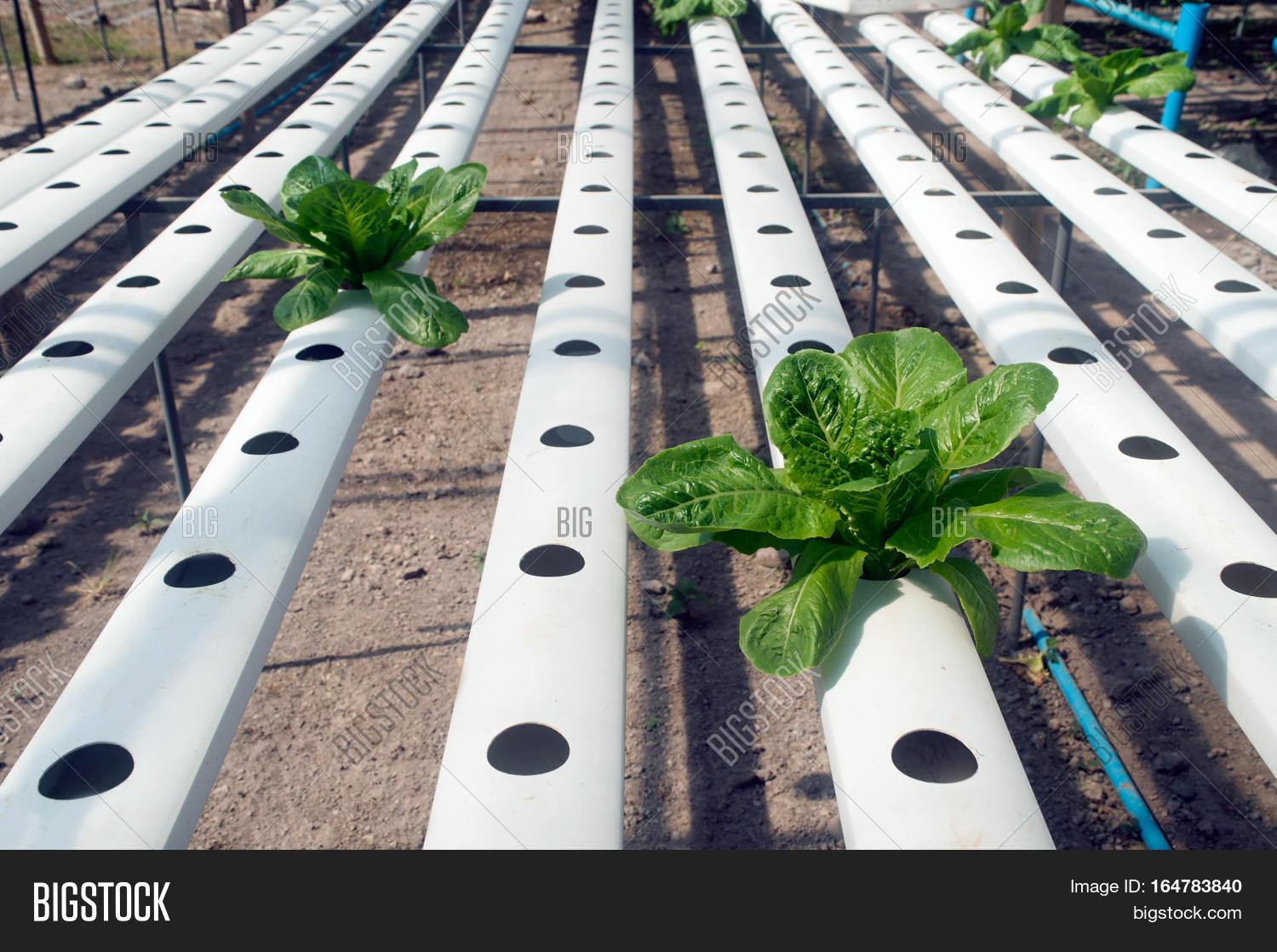 Hydroponics Subset Image & Photo (Free Trial) Bigstock